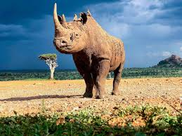 image of black rhino with its horn raised up